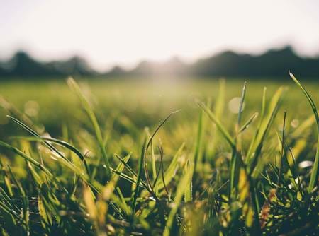 Grass with sunshine